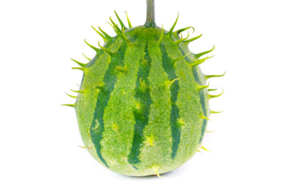 Sambia Kiwano (Cucumis zambianus)