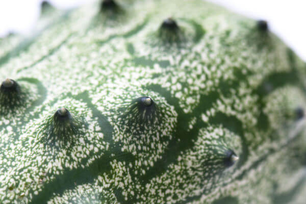 Nahaufnahme der Haut der Kiwano (Cucumis metuliferus)