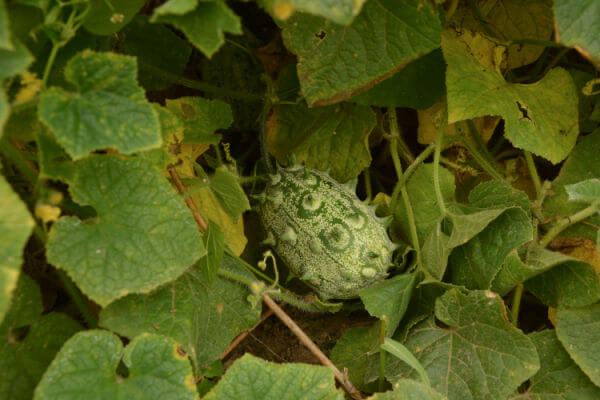 Grössere Hornmelonenfrucht