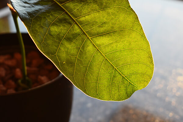 Das Blatt von nahe