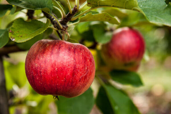 Apfel am Baum