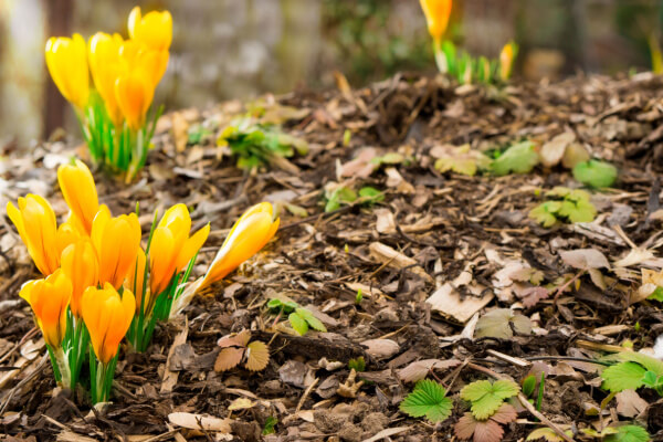 Krokusse mit Rindenmulch