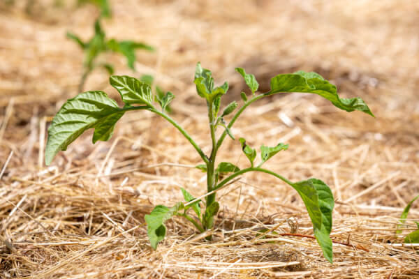 Mulch um junge Tomatenpflanze