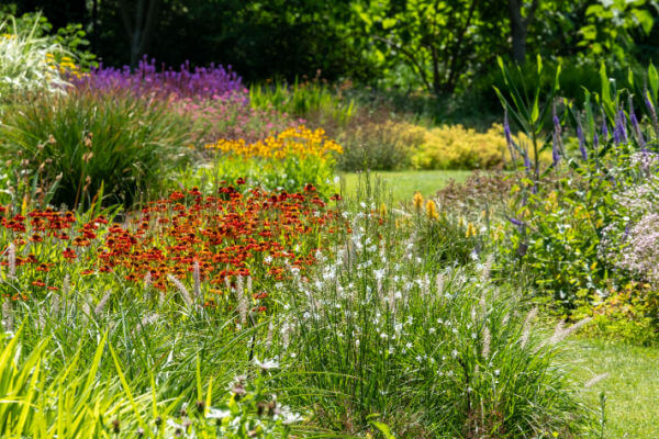 Blütenpracht im Naturgarten