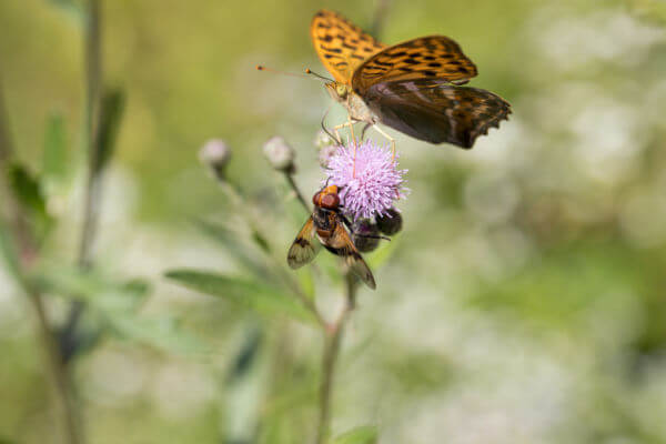 Schmetterlinge und Insekt auf Wildblume