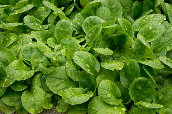 Nasser Nüsslisalat vor der Ernte