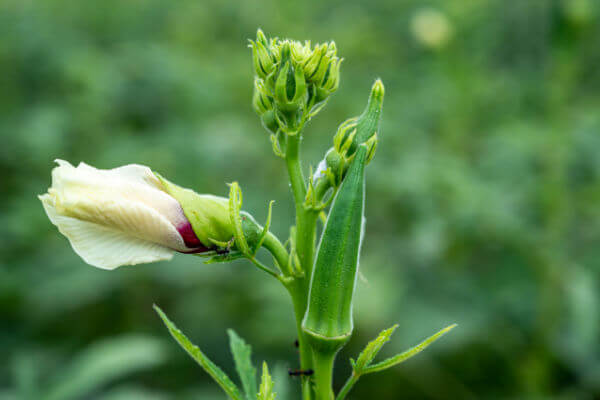 Blüte und Frucht an der Okrapflanze