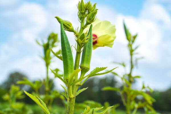 Blüte und Früchte an Okrapflanze