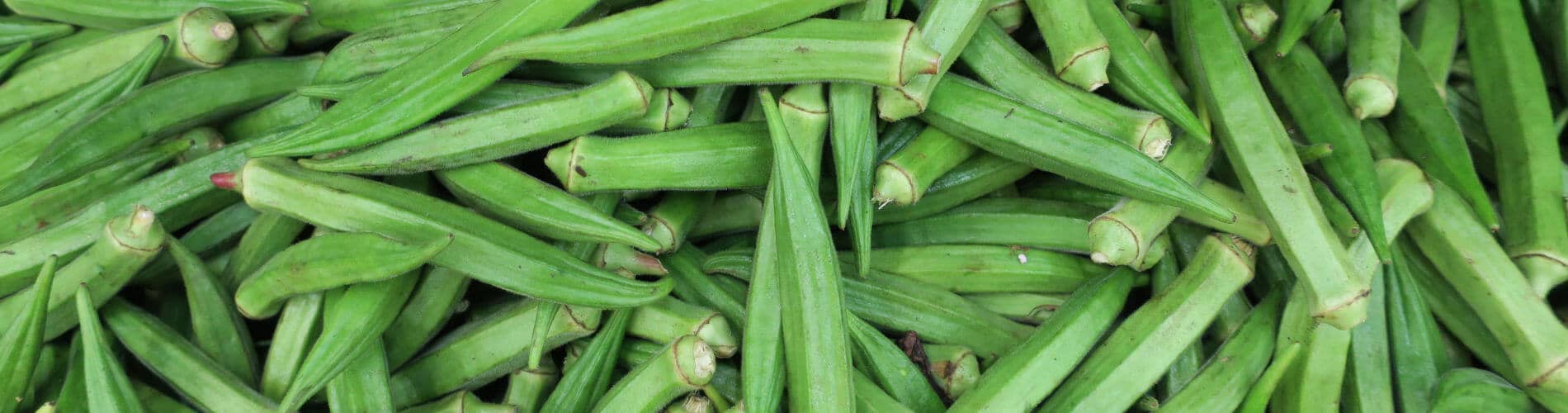 Okra selber im  Garten anbauen