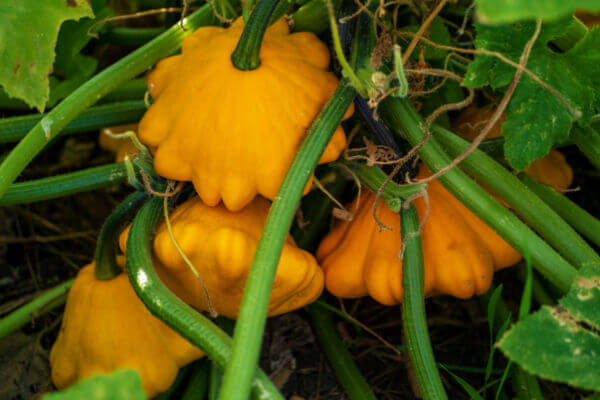 Orange Früchte des Patisson an der Pflanze