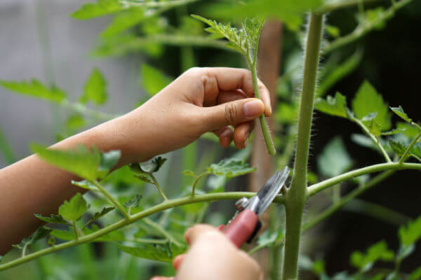 Ausgeizen eines Tomaten-Seitentriebs