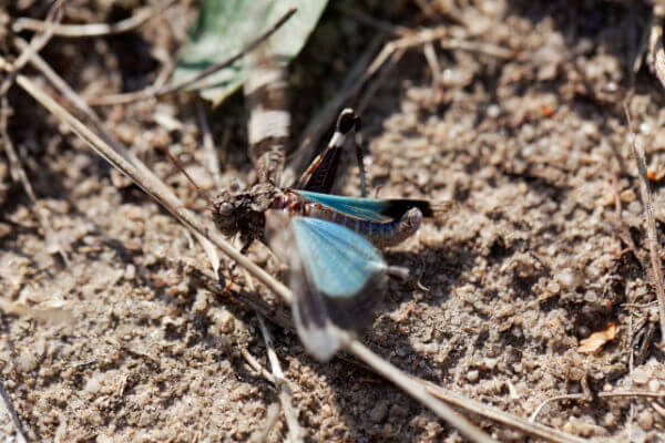 Blauflügelige Ödlandschrecke (Oedipoda caerulescens) auf Boden