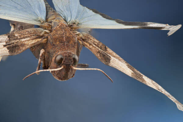 Blauflügelige Ödlandschrecke (Oedipoda caerulescens) im Flug