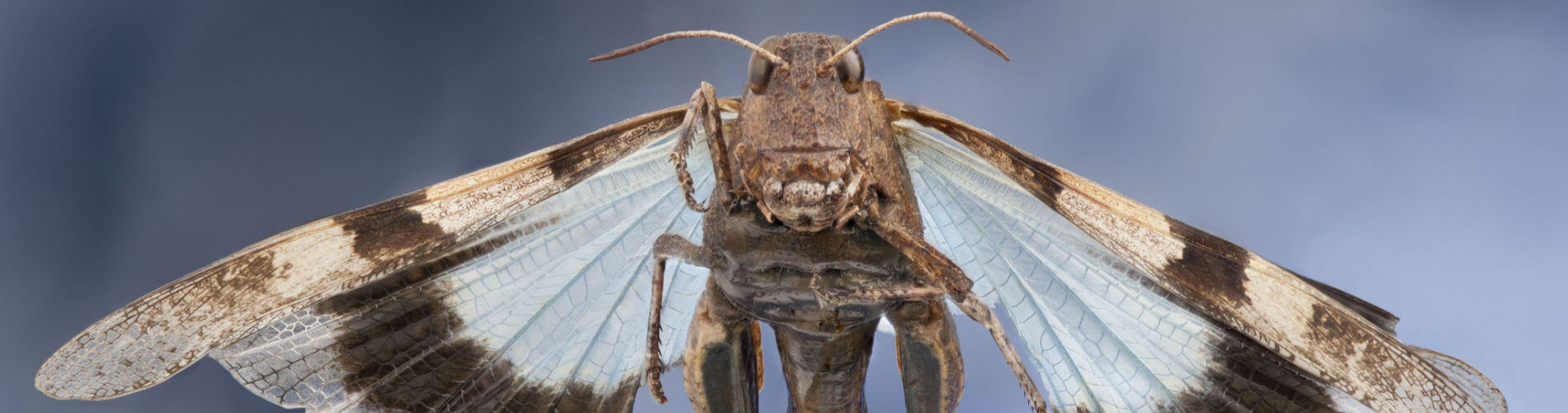 ProNatura Tier des Jahres 2023: die Blauflügelige Ödlandschrecke (Oedipoda caerulescens)