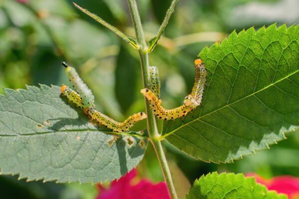 Larven der Blauschwarzen Rosenbürstenhornblattwespe Arge pagana