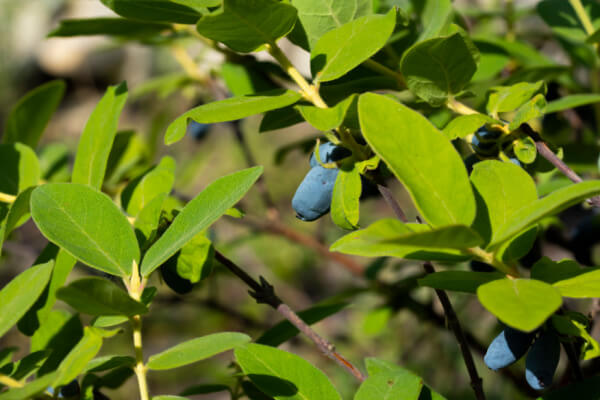 Beeren am Strauch der Kamtschatka