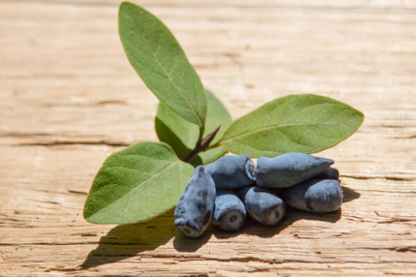 Reife Beeren der Kamtschatka