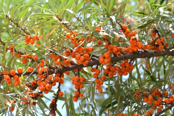 Sanddorn (Hippophae rhamnoides)