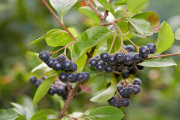 Schwarze Apfelbeere (Aonia melanocarpa)