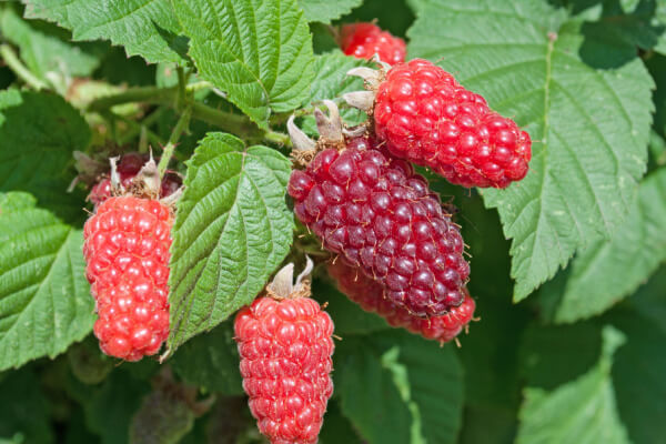 Reife Taybeeren