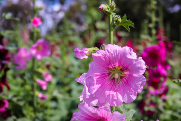 Stockrosen (Alcea rosea)