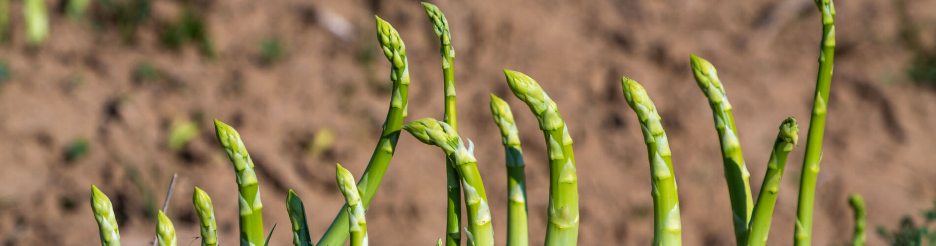 Spargeln im Garten: Anbau mit Wurzeln oder Samen?