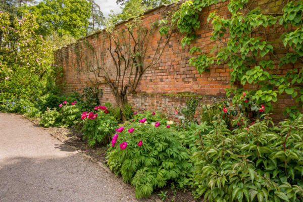 Bewachsene Gartenmauer