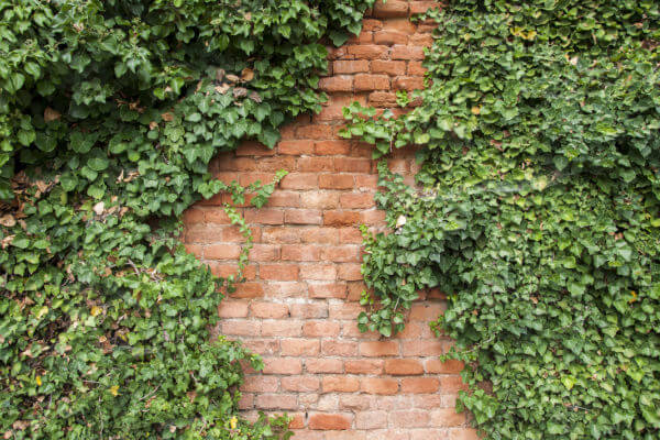 Efeu an schattiger Mauer