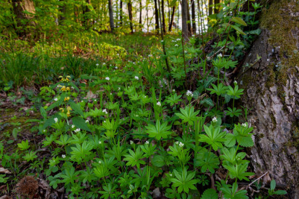 Waldmeister unter Baum im Wald