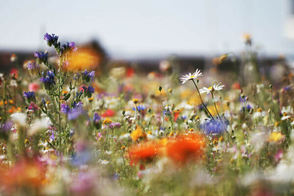 Blumenmischung an Sonnenlage