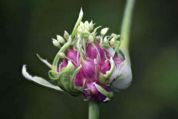 knoblauch-bulbillen.jpg