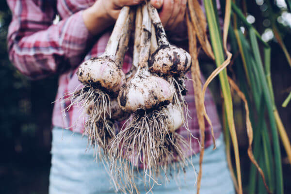 Frisch geernteter Knoblauch