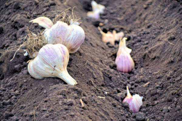 Pflanzung von Knoblauchzehen