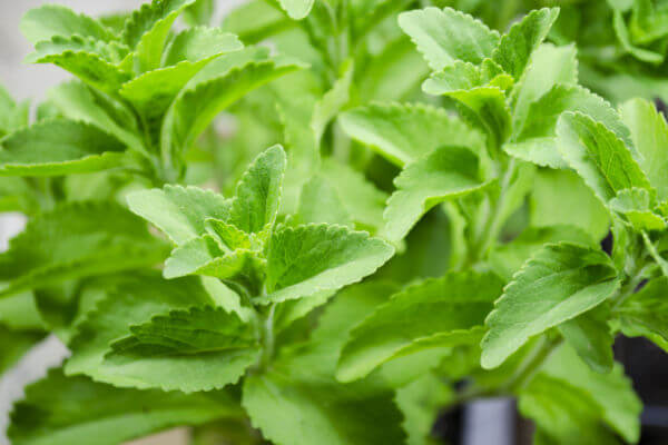 Stevia Süsskraut