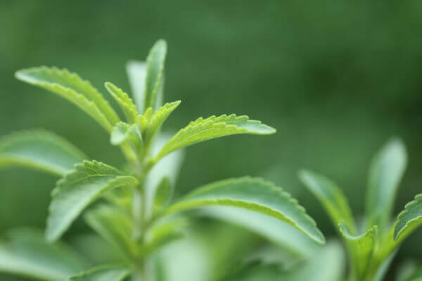 Stevia rebaudiana Nahaufnahme