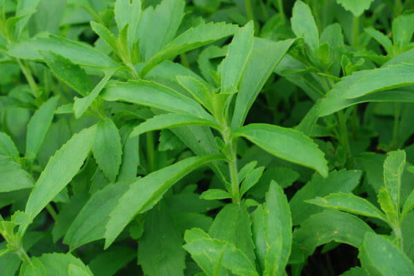 Süsskraut Stevia rebaudiana