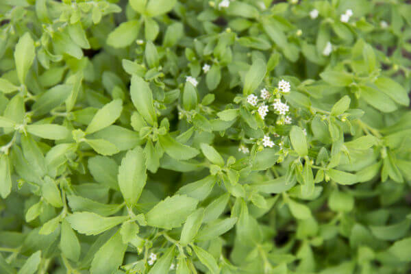 Blüte des Süsskrauts