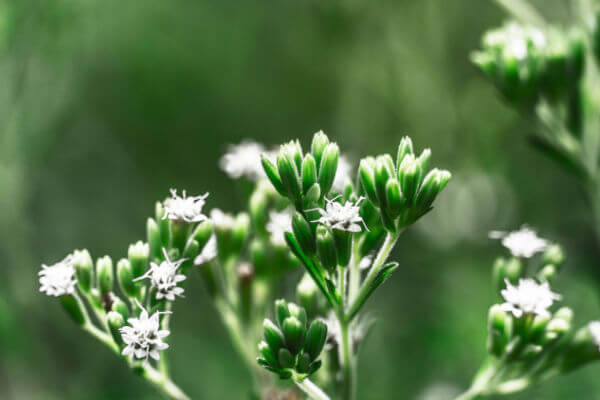 Blüte von Süsskraut (Stevia rebaudiana)