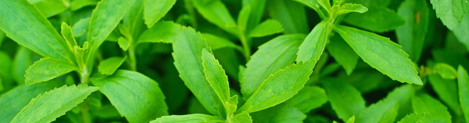 Stevia rebaudiana Süsskraut