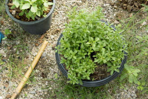 Süsskraut Stevia rebaudiana im Topf