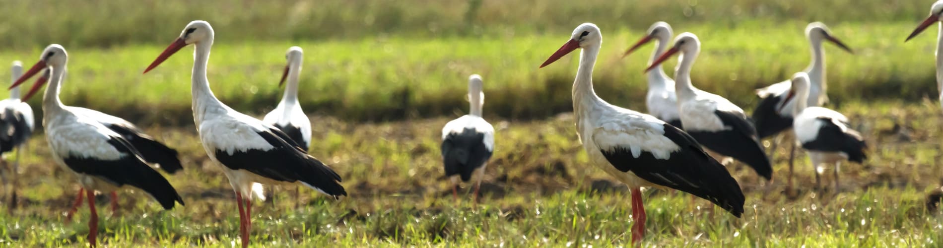 Weissstörche auf Feld