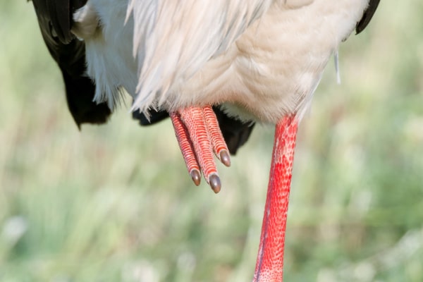 Rote Füsse des Storchs