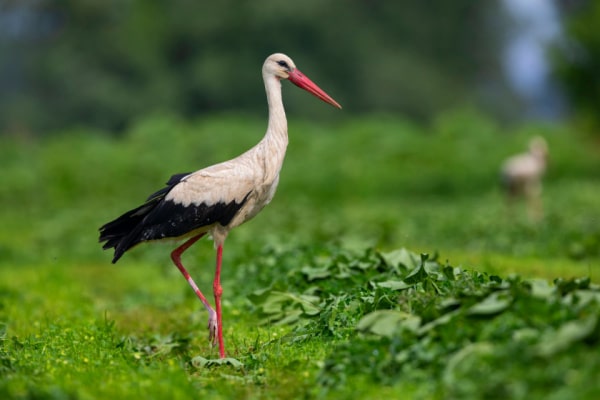 Weissstorch im Gras