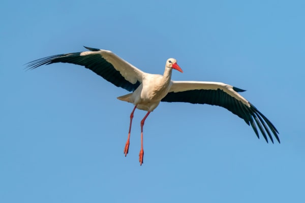 Weissstorch in der Luft