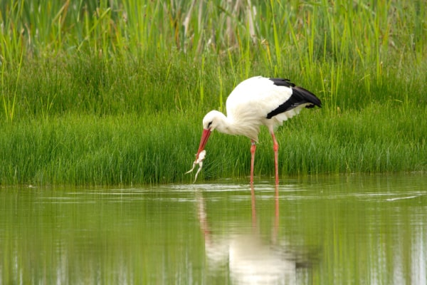 Storch beim Verspeisen eines Froschs