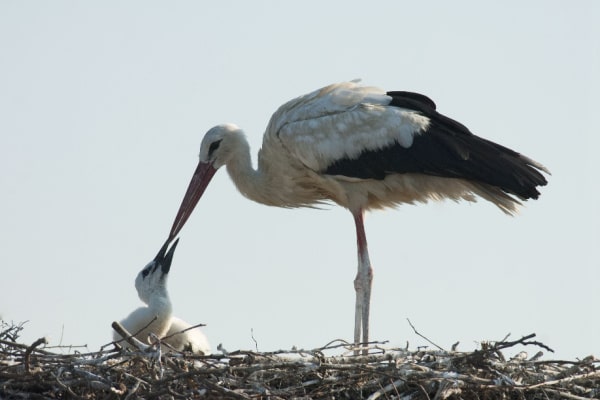 Jungtierfütterung beim Storch