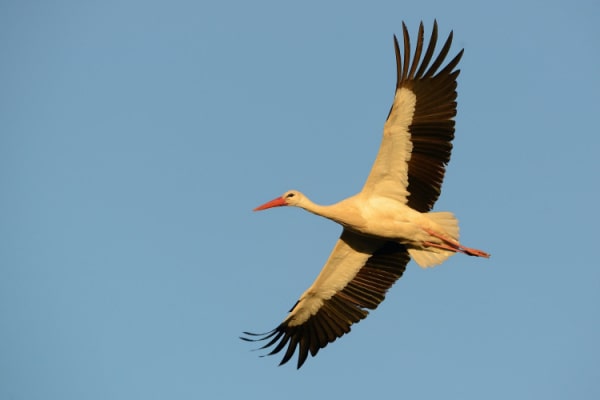 Storch im Flug