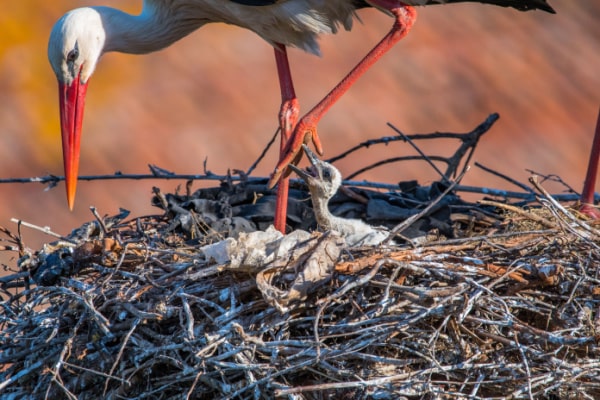 Weissstorch mit einem Jungtier