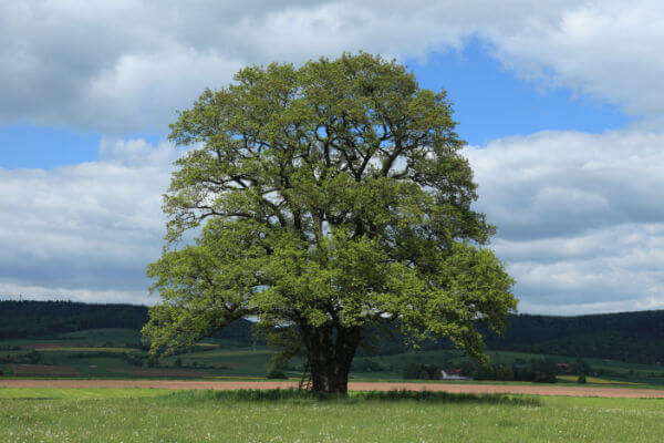 Eichenbaum, ein Kaltkeimer