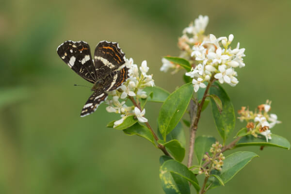 Liguster (Ligustrum)